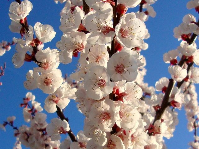 La pulpa, de color blanco, tiene un sabor agridulce, algo anuezado que a veces recuerda al moscatel. La pulpa suele tornarse a marrón fácilmente por el alto contenido férreo que poseen algunas variedades, pero permance blanca más tiempo si es de tipo ácida. La pulpa no presenta una consistencia arenosa y crispante al cortarla, sino más bien densa y hasta pastosa.  Tiene una larga longevidad una vez recogida y no suele echarse a perder, sino que su piel se arruga y se seca bien sin perder sabor, más bien este tiende a concentrarse e intensificarse. La piel suele ser verde o amarilla y con motas o manchas marrones, rojizas o azuladas.